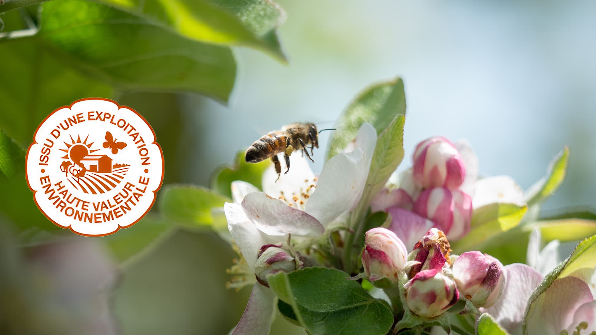 Notre engagement HVE : biodiversité et respect de l'environnement dans nos vergers